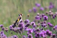 Stehlík obecný na chrpě obecné