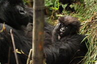 gorila horská
