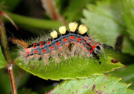 Štětconoš trnkový