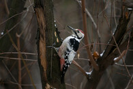 Strakapoud bělohřbetý