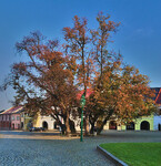 Lípy na Horním náměstí v Přerově