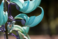 Strongylodon macrobotrys