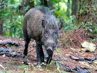 Sus scrofa v Malajsii