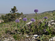 Silně ohrožená koulenka prodloužená v PR Svatý kopeček u Mikulova