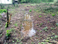 svejl v lese v Mníšku pod Brdy