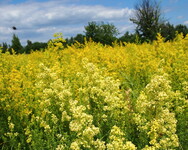 svízel syřišťový