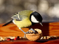 Sýkora koňadra na krmítku