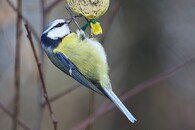 Sýkora modřinka na krmítku