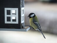 Sýkorka na krmítku