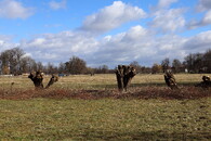 ořezané hlavaté vrby