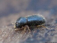 Kůrovec taphrorychus bicolor