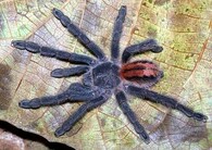 Stromová tarantule