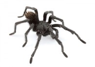 tarantule Aphonopelma johnnycashi