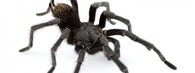 tarantule Aphonopelma johnnycashi
