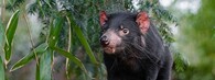 Ďábel medvědovitý, neboli Tasmánský čert, neboli Sarcophilus harrisii