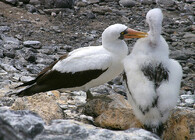 Terejove tichomořští