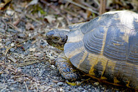 Želva žlutohnědá