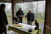 tetřev hlušec vycpaný