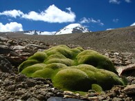 Thylacospermum caespitosum 