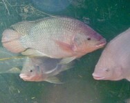 Tilapie