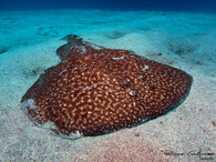 Parejnok elektrický