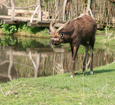 antilopa sitatunga