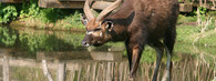 antilopa sitatunga