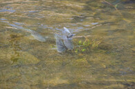 tření bolena dravého