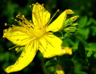 Třezalka tečkovaná