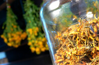 Třezalka tečkovaná sušená