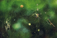 Pavouk nefila kyjovitá (Trichonephila clavata)