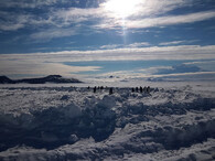 Tučňák císařský