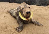 tuleň s talířem kolem krku