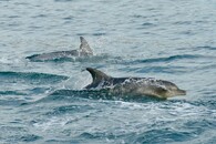 delfín Ehrenbergův