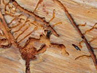 Lýkožrout modřínový