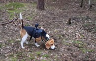 lovecký pes s minikamerou