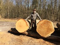 dražba cenných kmenů