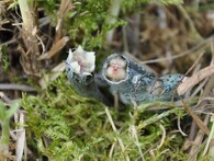 upadlý ještěrčí ocásek