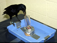 Vrána při výzkumu