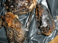 upečení netopýři