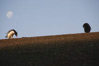 tučňák oslí na ostrově Ardley