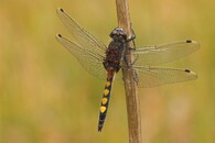 Vážka jasnoskrvnná