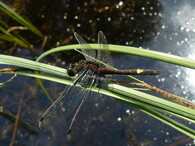 Vážka jasnoskrvnná