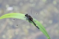 Vážka jasnoskvrnná