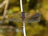 Vážka jasnoskrvnná