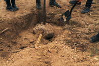 sázení stromů - velikost jámy