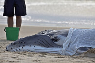 záchrana mláděte keporkaka