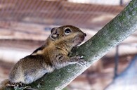 veverka šedobřichá