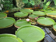 viktorie královská