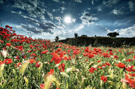 invaze vlčího máku